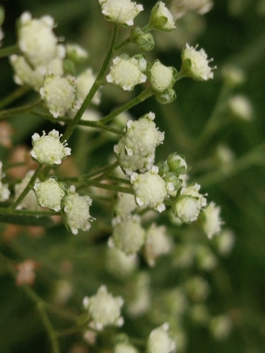 Ảnh của Cúc liên chi