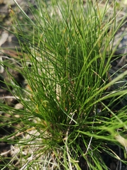 Nardus stricta