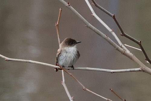 Eastern Phoebe