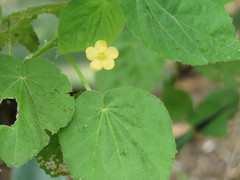Abutilon viscosum