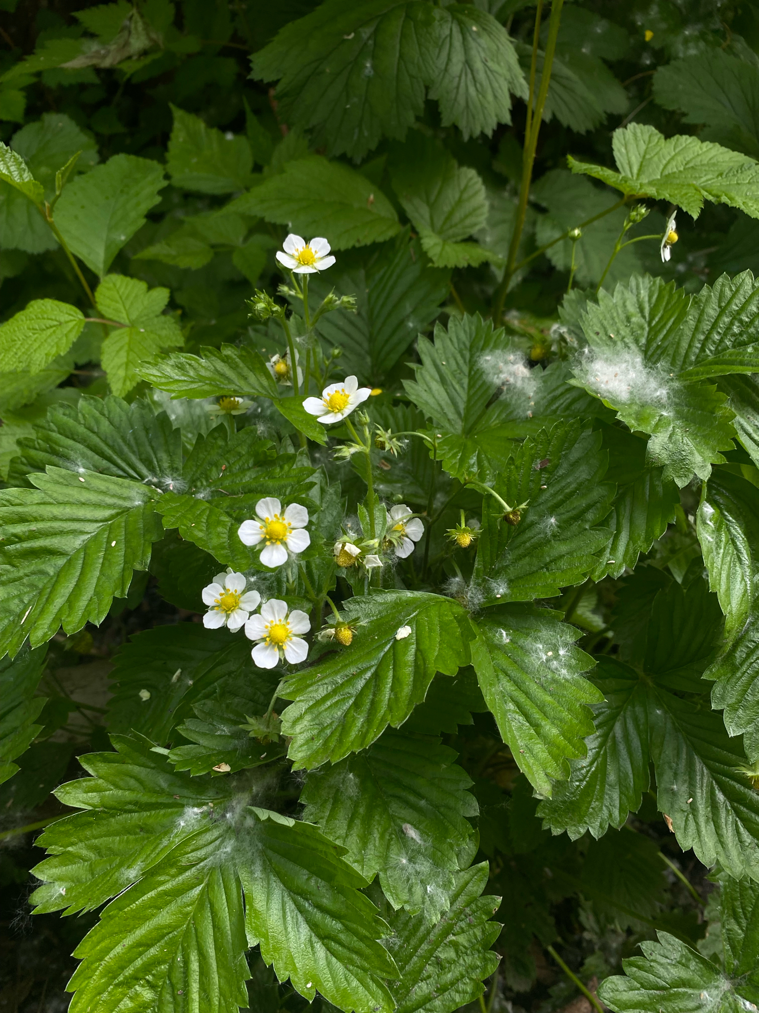 Fragaria vesca ssp. bracteata