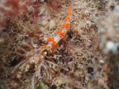 Austraeolis stearnsi