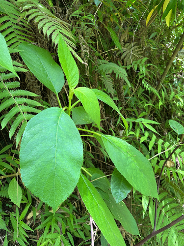 Cyrtandra garnotiana observed 2025-05-28