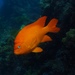 Garibaldi - Photo (c) zlevine20, some rights reserved (CC BY-NC)