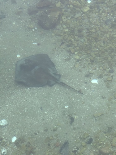 Izu stingray (Hemitrygon izuensis) — Dasyatidae — 3