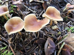 Cystoderma jasonis
