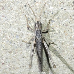 Acantherus piperatus