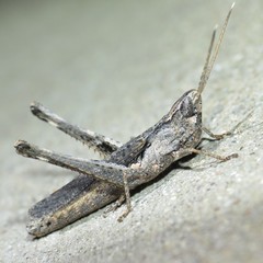 Acantherus piperatus