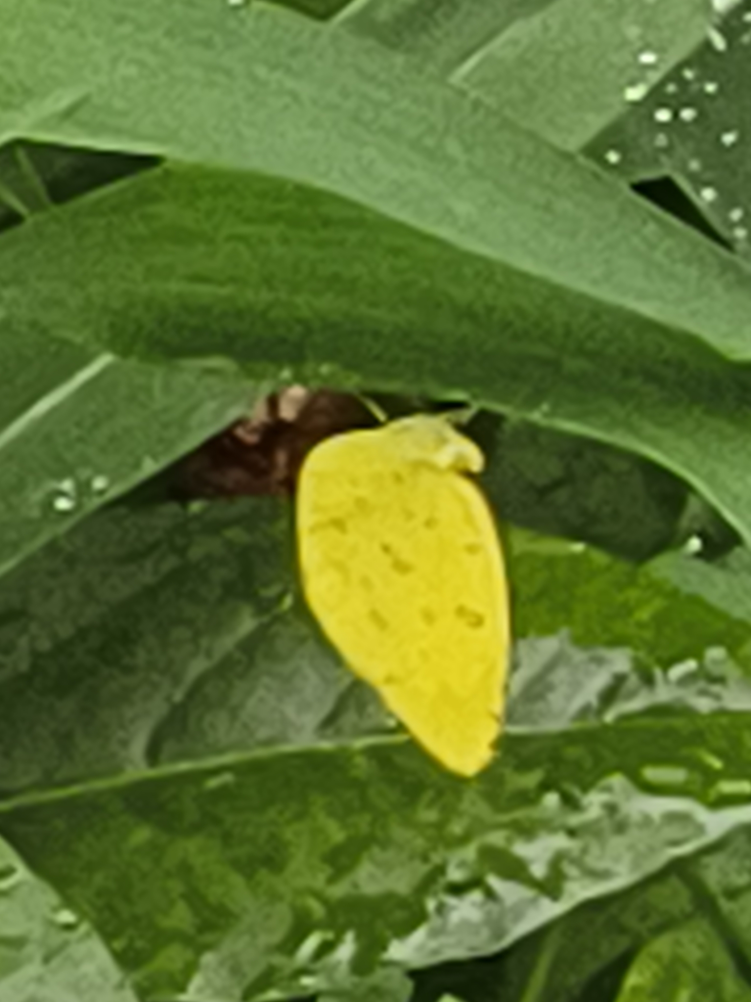 Common Grass Yellow