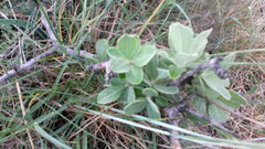 Pyrus elaeagrifolia