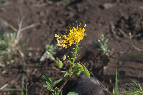 golden beeplant (Cleomella platycarpa)