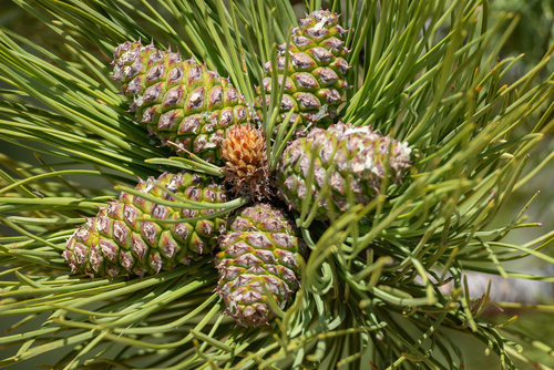 Rocky Mountains Ponderosa Pine