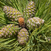 Rocky Mountains Ponderosa Pine