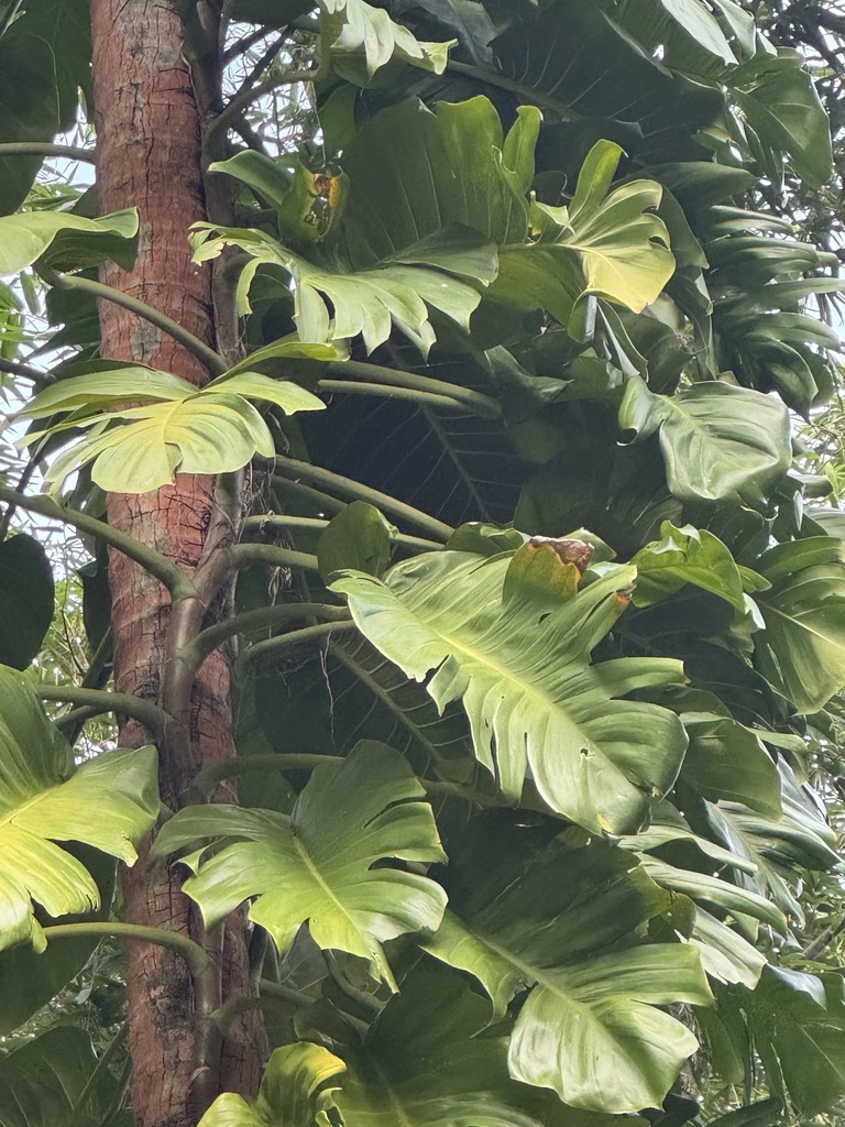 Pothos (Golden Pothos)