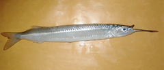 River Garfish photo 1