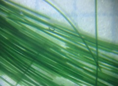 Oscillatoria princeps