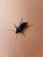 Cebrio