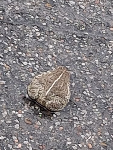 Woodhouse's Toad