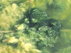 Oscillatoria princeps