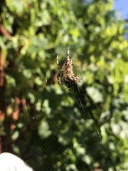 Araneus diadematus