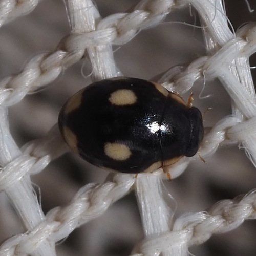 Undulate Sigil Lady Beetle photo 2