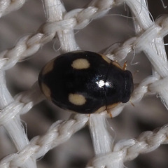 Hyperaspis undulata
