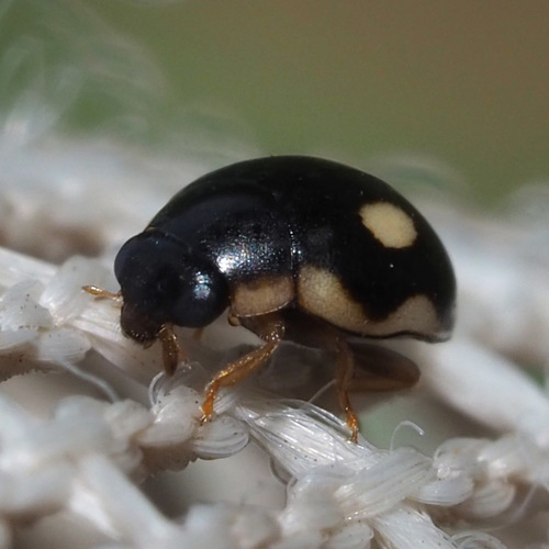 Undulate Sigil Lady Beetle photo 3