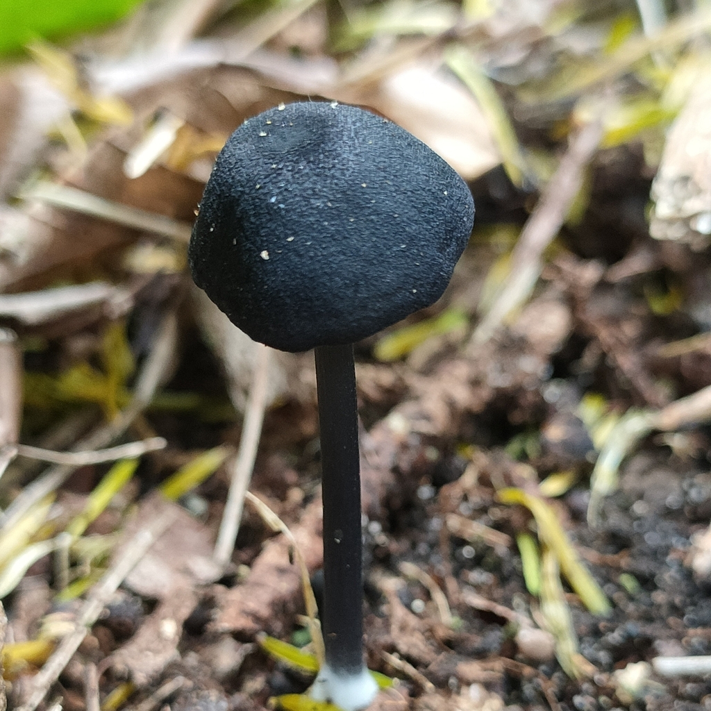 Entoloma serrulatum