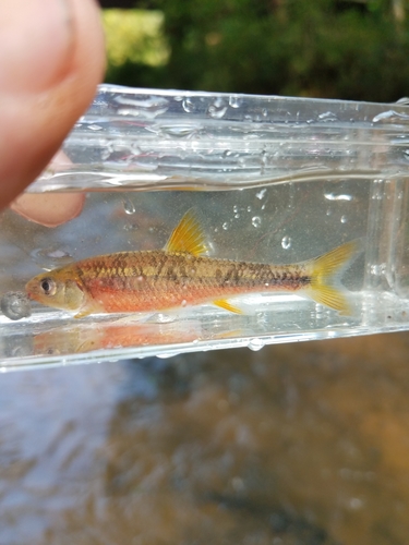 Redlip Shiner