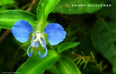 Commelina forskaolii