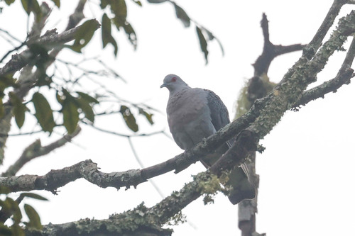 Afep Pigeon (Columba unicincta), photo 8