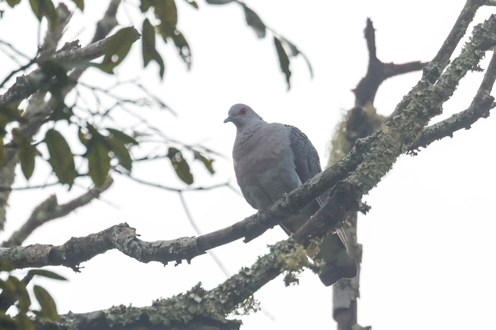 Afep Pigeon (Columba unicincta), photo 1