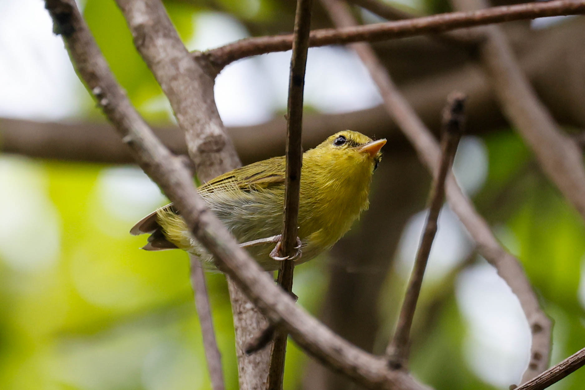 Laura's Woodland Warbler (Phylloscopus laurae), photo 3