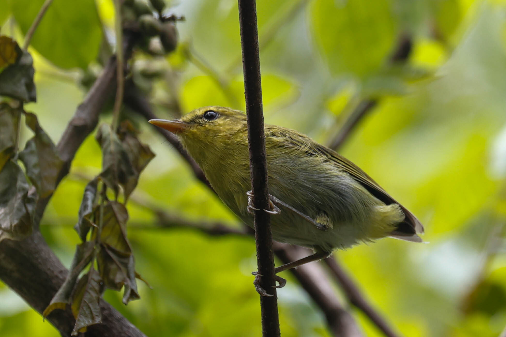 Laura's Woodland Warbler (Phylloscopus laurae), photo 4