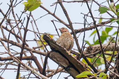 Orange-winged Pytilia (Pytilia afra), photo 5