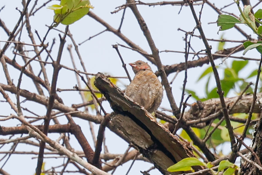 Orange-winged Pytilia (Pytilia afra), photo 3