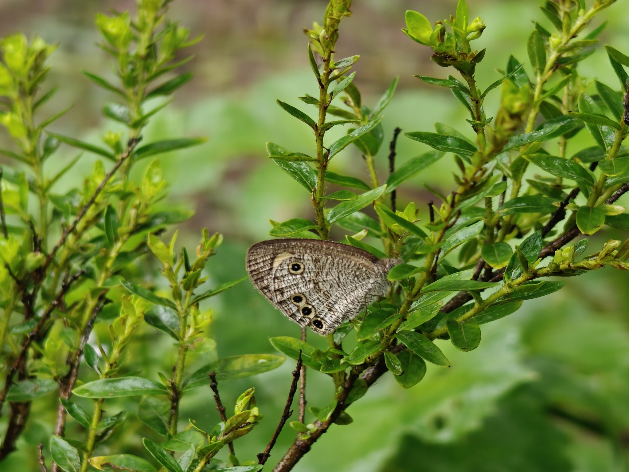 Common Four-Ring