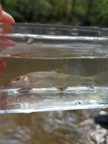 Thicklip chub (Cyprinella labrosa) — Cyprinidae — 4