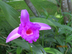 Sobralia decora
