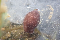Aglaja ocelligera