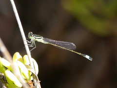 Ischnura genei