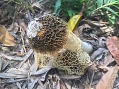 Phallus haitangensis