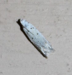 Epiblema separationis