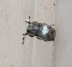Toxonotus cornutus