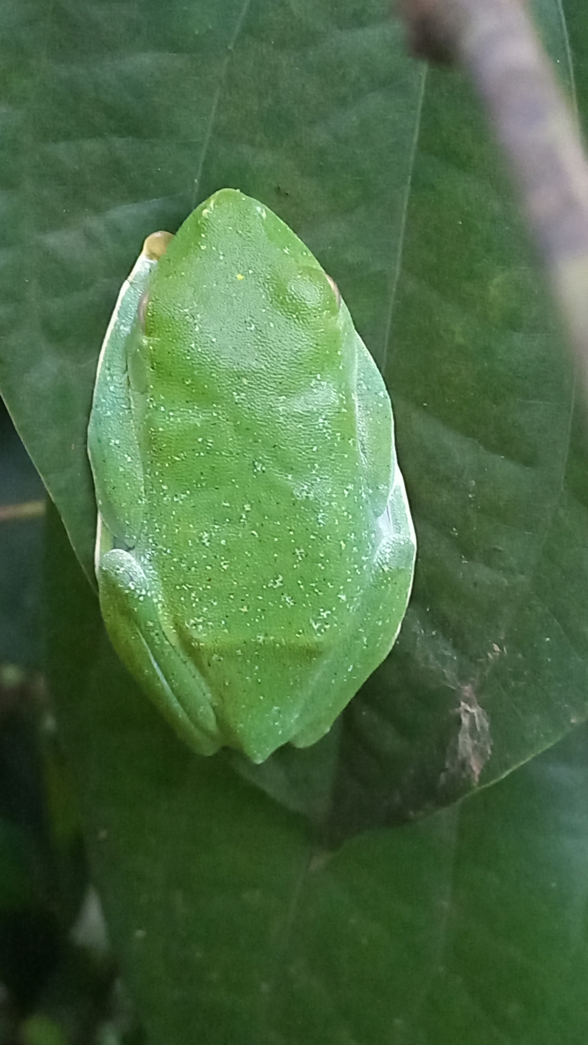 Malabar Gliding Tree Frog