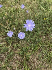 Cichorium intybus