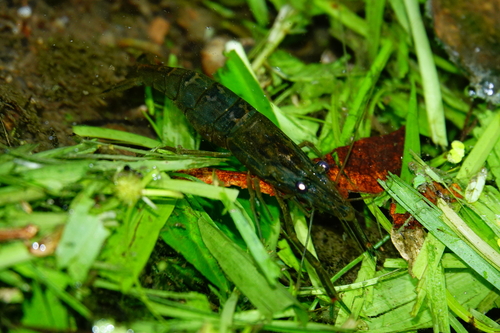 Macrobrachium asperulum