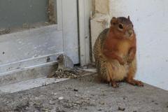 Notocitellus annulatus