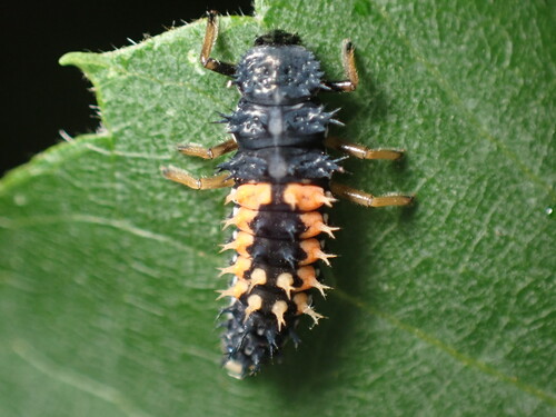 Asian Lady Beetle photographed in Kansas