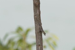 Anolis ortonii